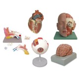 Anatomical models